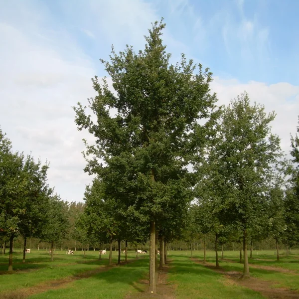 Quercus robur – Sommer-Eiche, Stiel-Eiche, Früh-Eiche