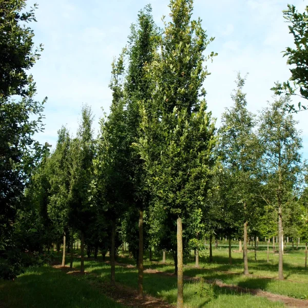 Quercus robur 'Fastigiata' – Säulen-Eiche