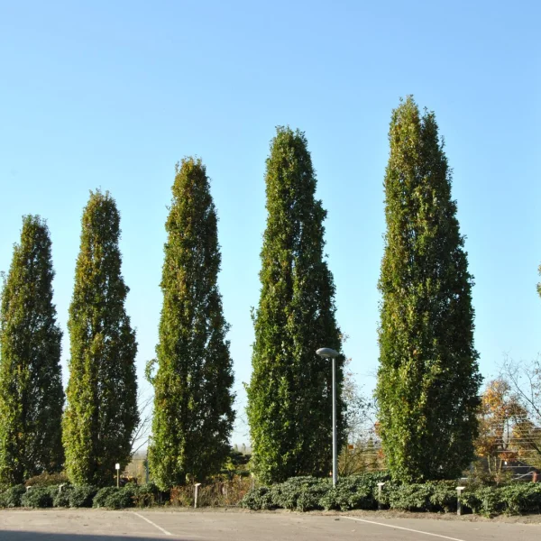 Quercus robur 'Fastigiate Koster' – Säulen-Eiche