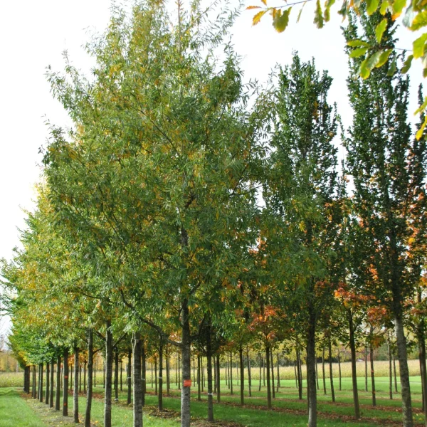 Quercus ×schochiana – Schochs Eiche