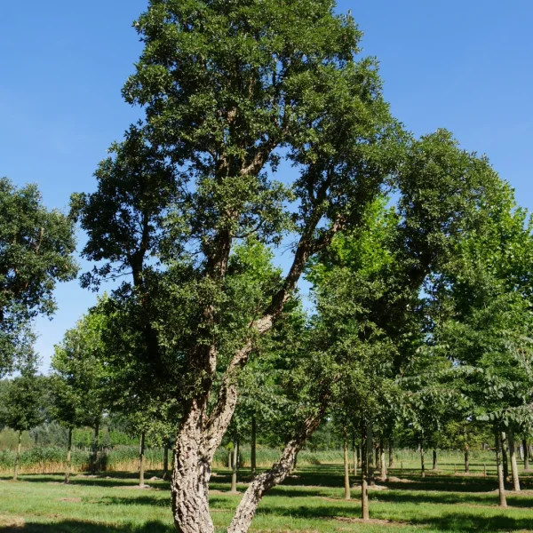 Quercus suber – Kork-Eiche, Pantoffelbaum
