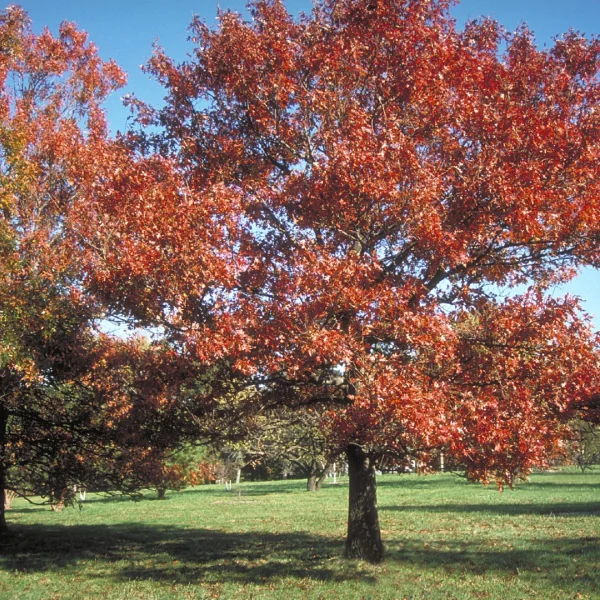 Quercus texana – Texas-Eiche