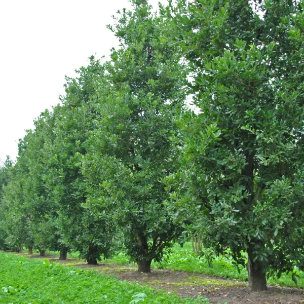 Quercus ×turneri 'Pseudoturneri' – Immergrüne Eiche, Wintergrüne Eiche, Turners Eiche