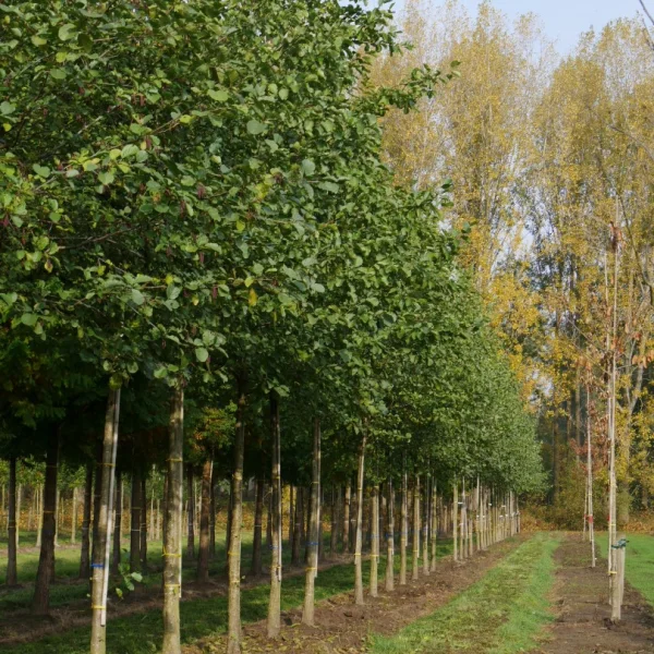 Alnus glutinosa – Schwarz Erle