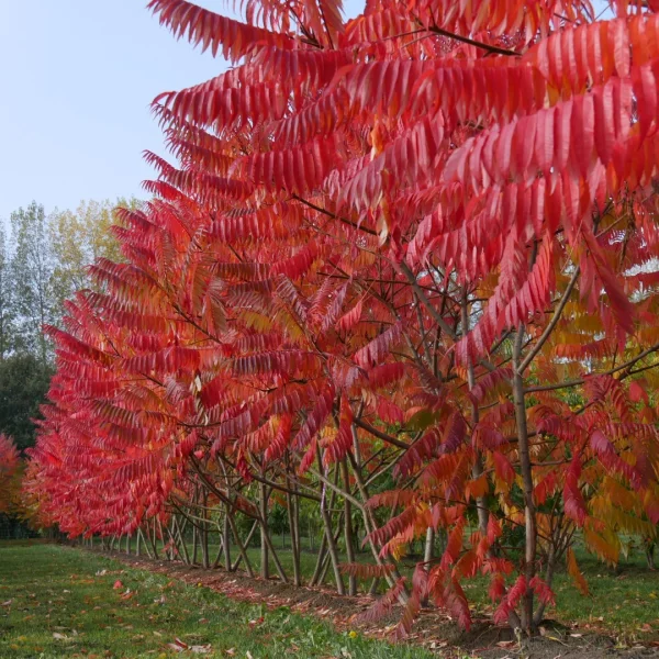Rhus typhina – Rhus typhina