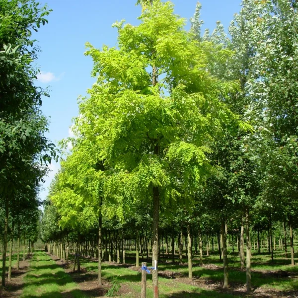 Robinia pseudoacacia 'Frisia' – Gold-Robinie
