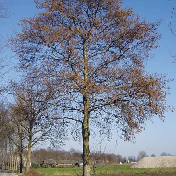 Alnus incana – Grau-Erle, Weiß-Erle