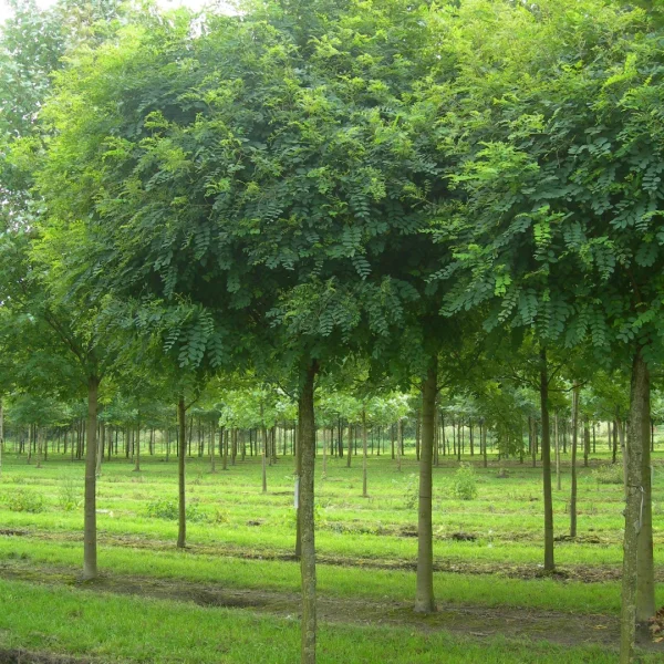 Robinia pseudoacacia 'Umbraculifera' – Kugelrobinie