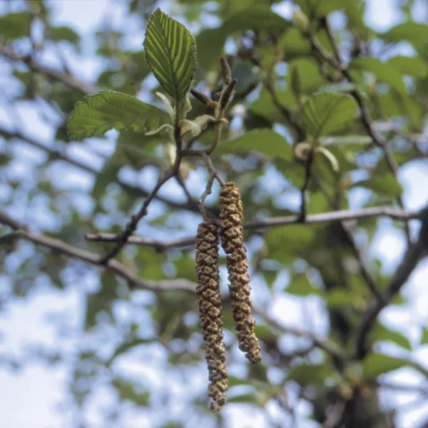 Alnus rubra – Rot-Erle