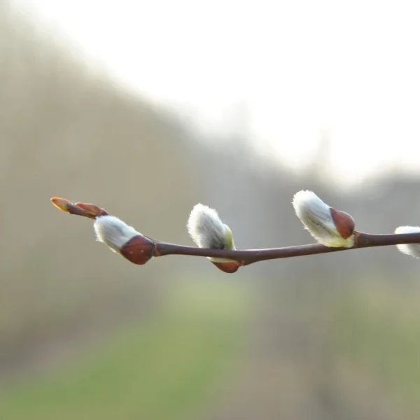 Salix caprea – Palm-Weide, Sal-Weide