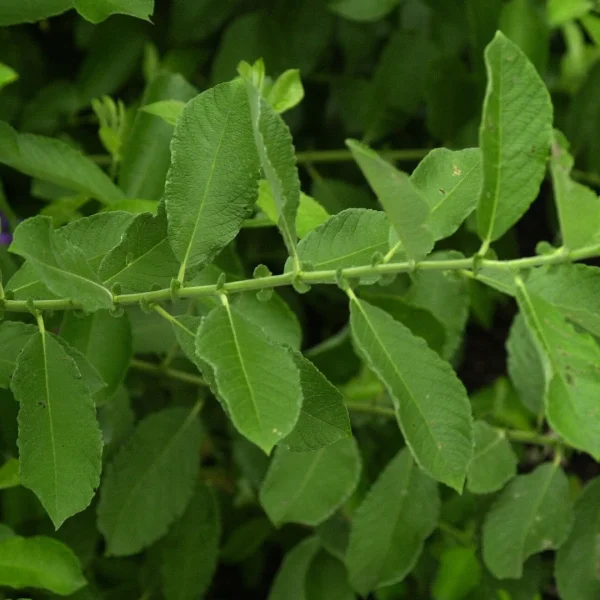 Salix cinerea – Asch-Weide, Grau-Weide