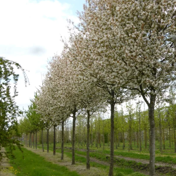 Amelanchier arborea 'Robin Hill' – Felsenbirne