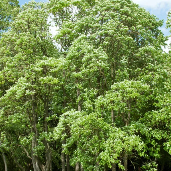 Sassafras albidum – Fenchelholzbaum, Sassafras