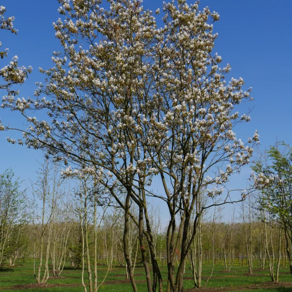 Amelanchier lamarckii &ndash; Kupfer-Felsenbirne