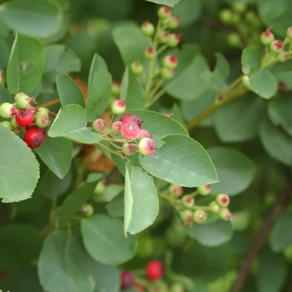 Amelanchier rotundifolia – Gewöhnliche Felsenbirne