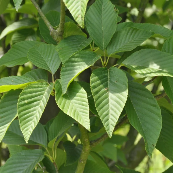 Sorbus alnifolia – Erlenblättrige Eberesche