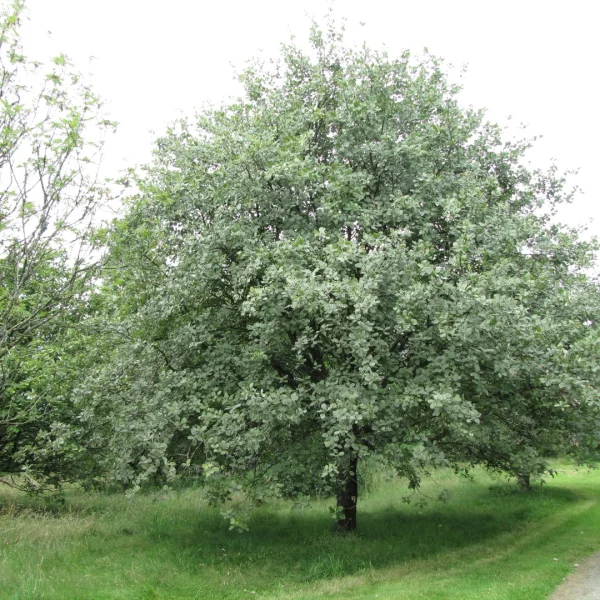 Sorbus aria – Mehlbeere, Mehlbirne
