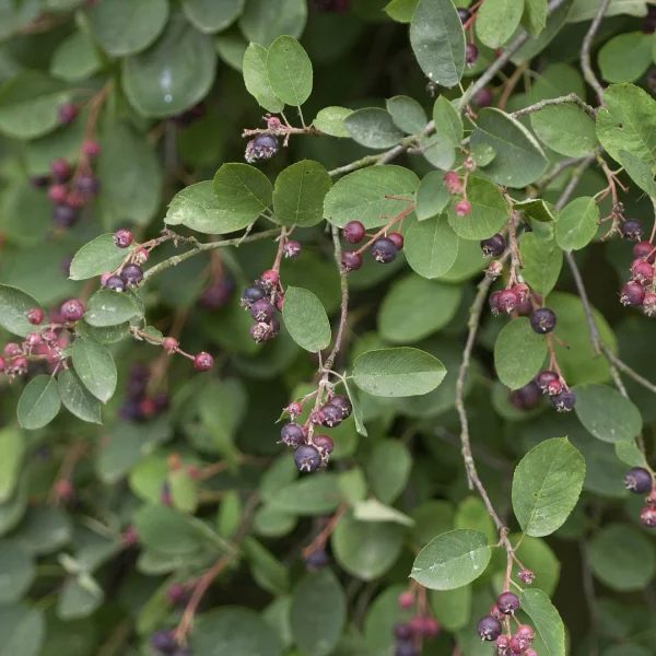 Amelanchier spicata – Ährige Felsenbirne