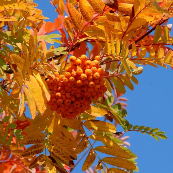 Sorbus ×arnoldiana 'Golden Wonder' – Sorbus ×arnoldiana 'Golden Wonder'