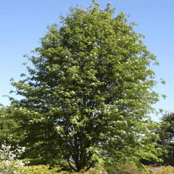 Sorbus commixta – Japanische Eberesche