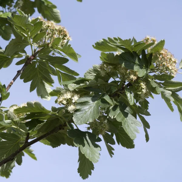 Sorbus hybrida 'Gibbsii' – Sorbus hybrida 'Gibbsii'