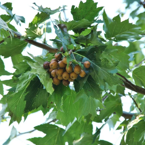 Sorbus torminalis – Elsbeere