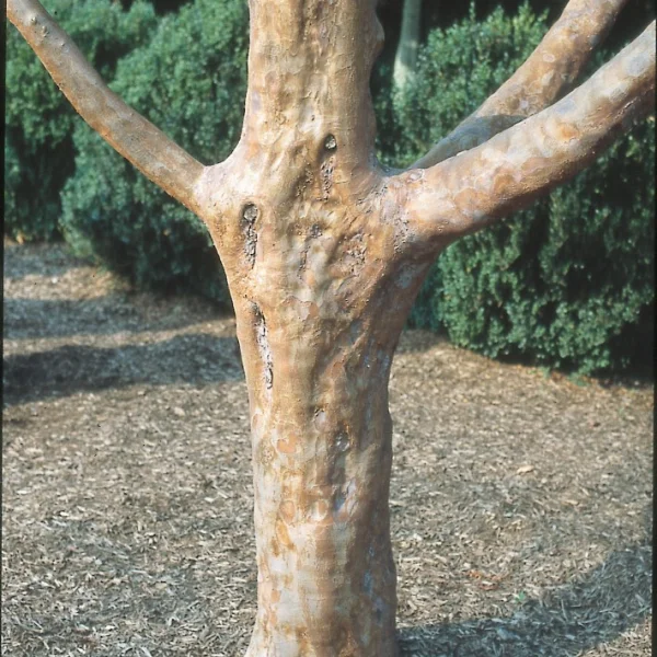 Stewartia monadelpha – Scheinkamelie