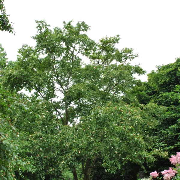 Stewartia pseudocamellia 'Koreana' – Koreanische Scheinkamelie