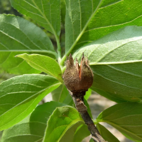 Stewartia sinensis – Chinesische Scheinkamelie