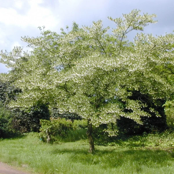 Styrax japonicus – Japanischer Storaxbaum