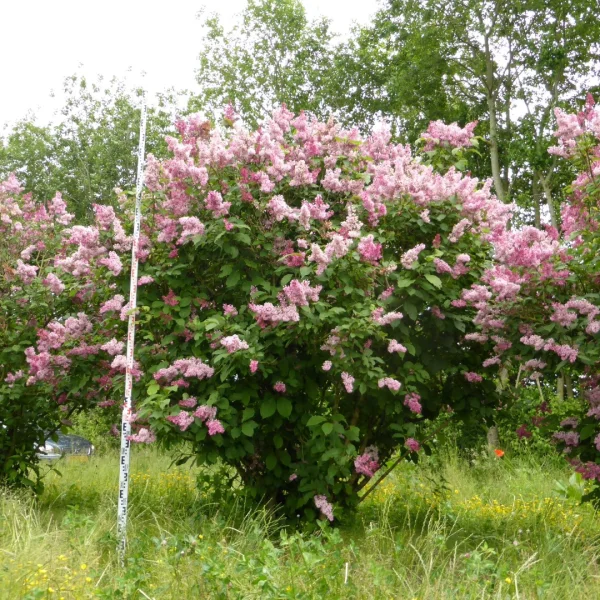Syringa josikaea – Syringa josikaea