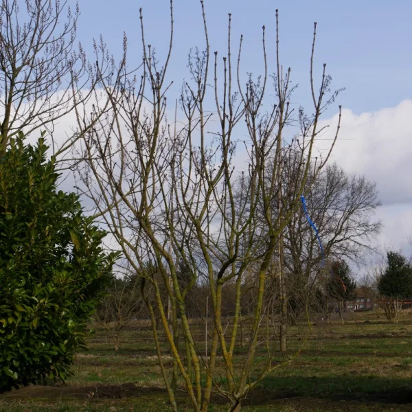 Syringa vulgaris – Syringa vulgaris