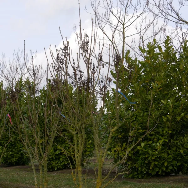 Syringa vulgaris 'Maximowicz' – Syringa vulgaris 'Maximowicz'