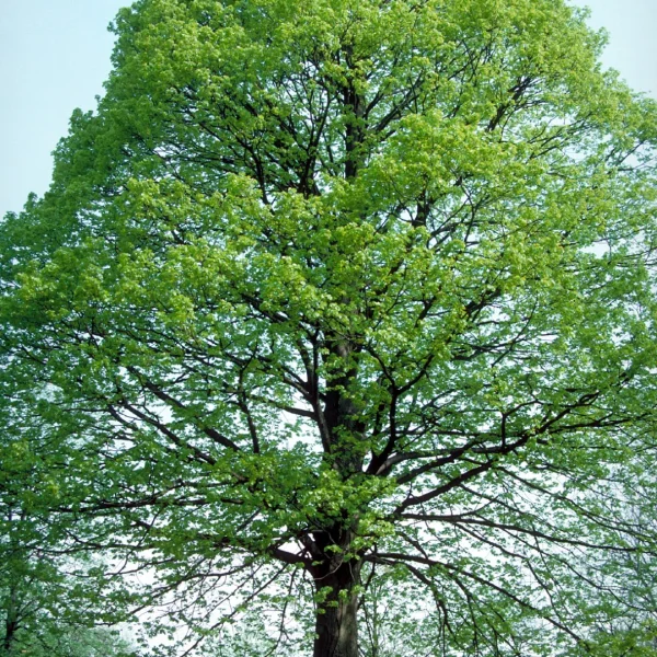 Tilia americana – Amerikanische Linde, Schwarz-Linde