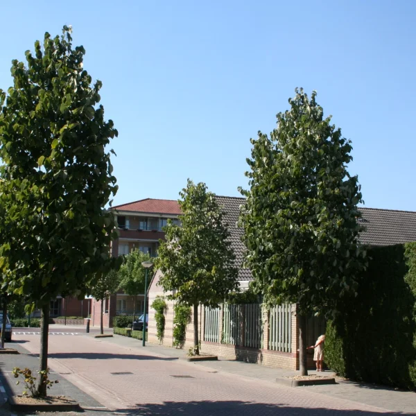 Tilia americana 'Moltkei' – Von Moltkes-Linde