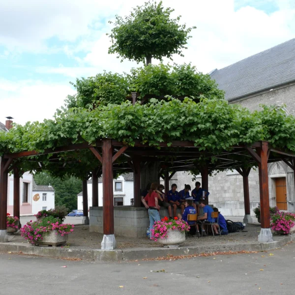 Tilia ×europaea – Holländische Linde, Gemeine Linde