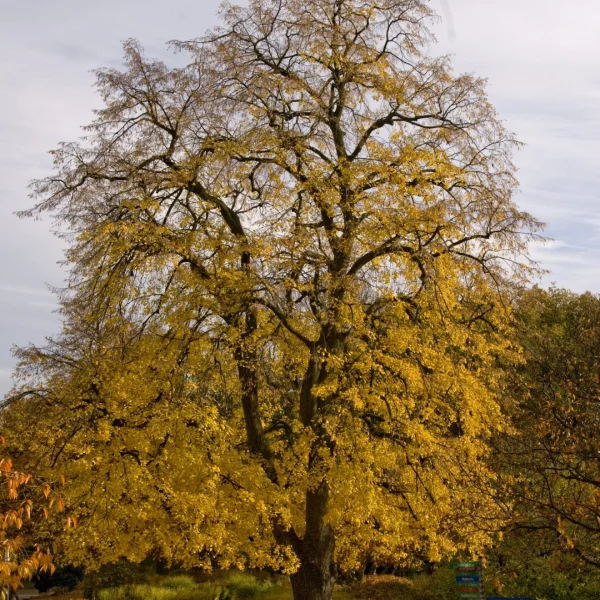 Tilia ×europaea 'Euchlora' – Krim-Linde