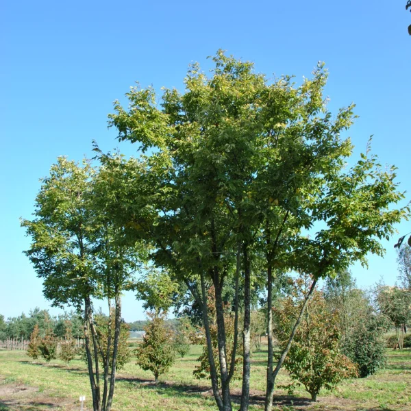 Tilia kiusiana – Tilia kiusiana