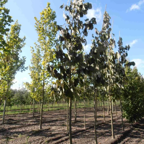 Tilia monticola – Tilia monticola