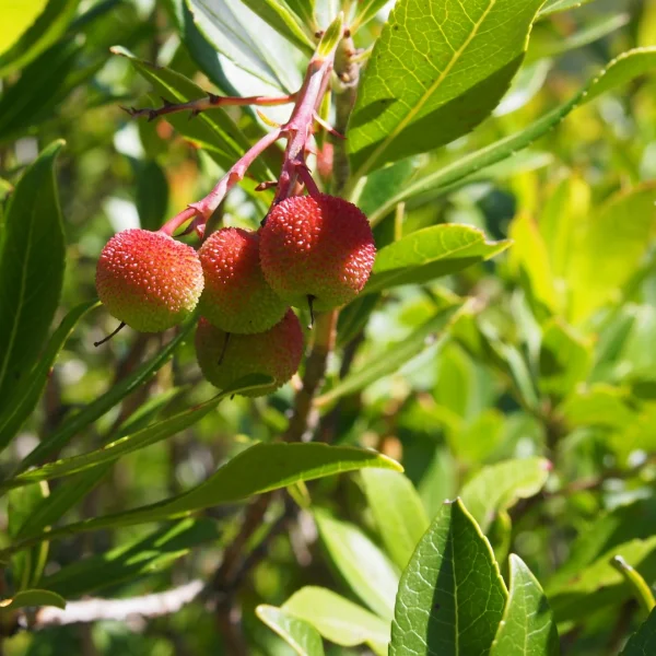 Arbutus unedo – Westlicher Erdbeerbaum