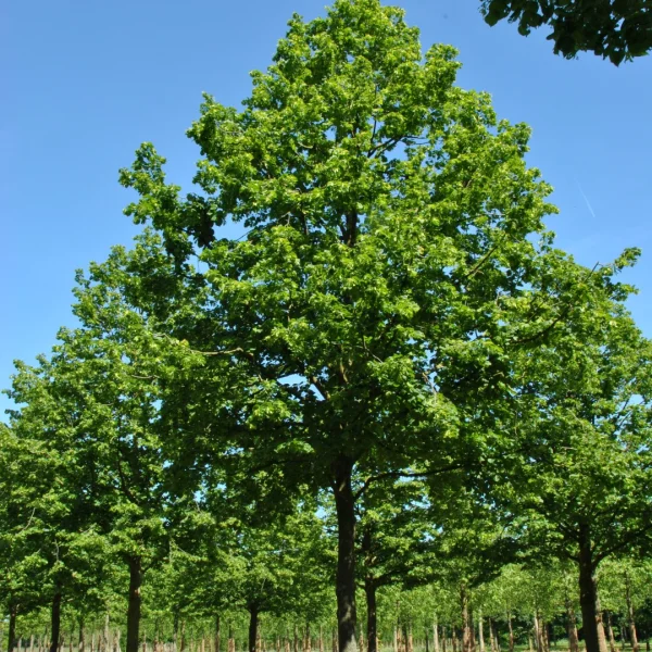 Tilia platyphyllos 'Rubra' – Korallenrote Sommer-Linde