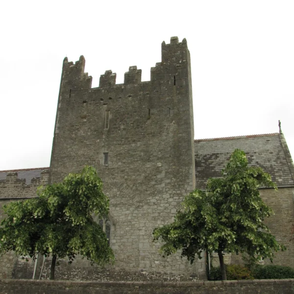 Tilia tomentosa 'Pendula' – Tilia tomentosa 'Pendula'