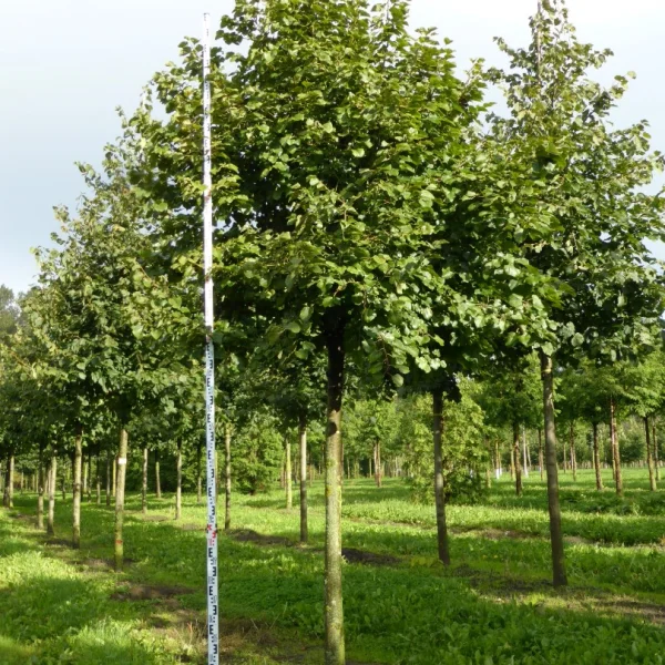 Tilia tomentosa 'Silver Globe' – Tilia tomentosa 'Silver Globe'