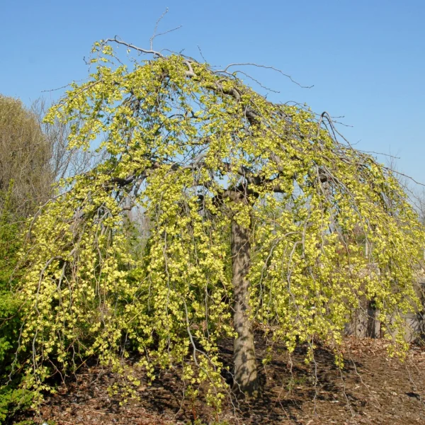 Ulmus glabra 'Pendula' – Hänge-Ulme