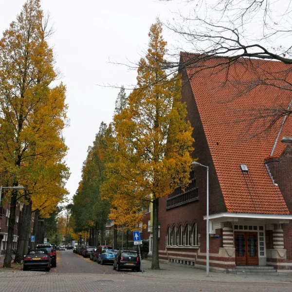 Ulmus minor 'Sarniensis' – Ulmus minor 'Sarniensis'