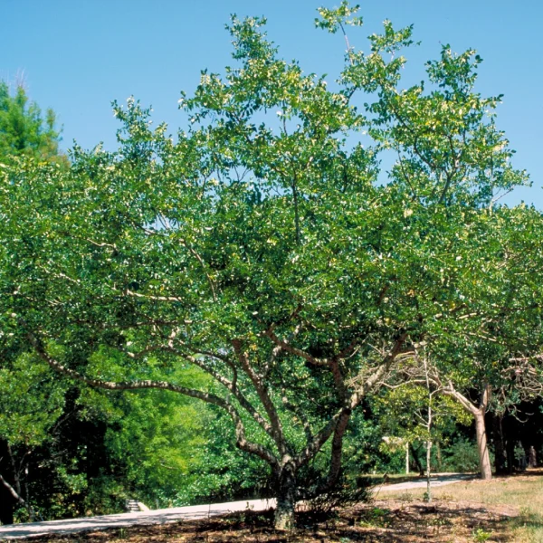 Zanthoxylum americanum – Zanthoxylum americanum