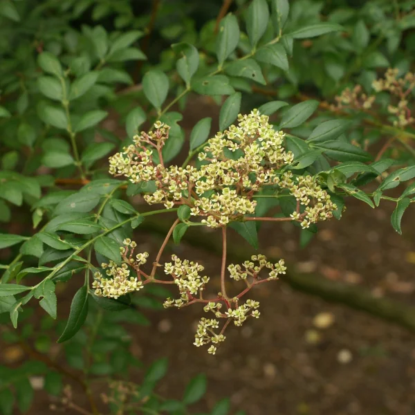 Zanthoxylum piperitum – Japanischer Pfeffer