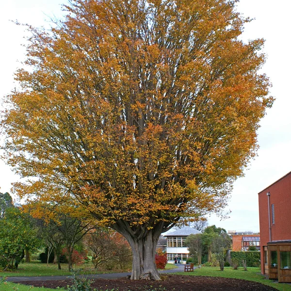 Zelkova carpinifolia – Kaukasische Zelkove