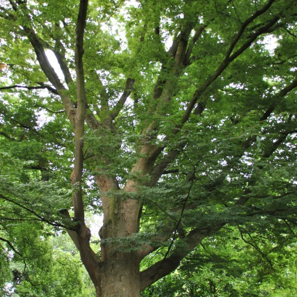 Zelkova serrata – Japanische Zelkova, Keakibaum
