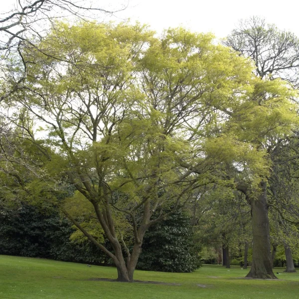 Zelkova sinica – Chinesische Zelkove